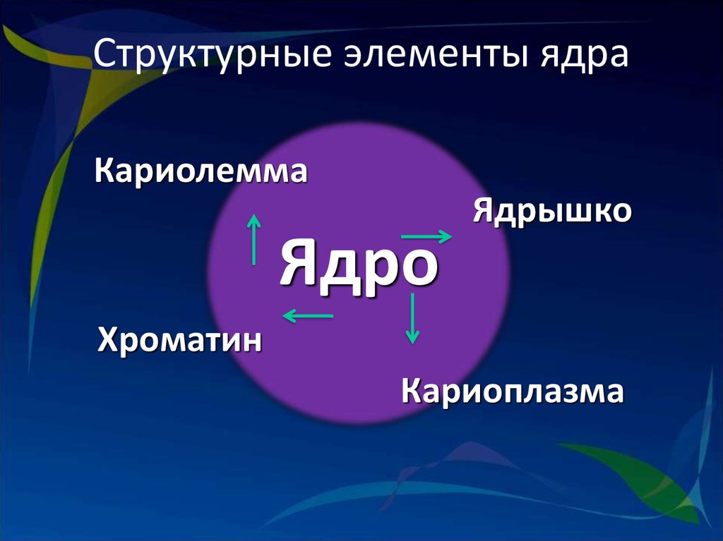 Главным компонентом ядра являются. Структурные элементы ядра. Структурные компоненты ядра. Ядро элемента. Структурный компонент ядра.