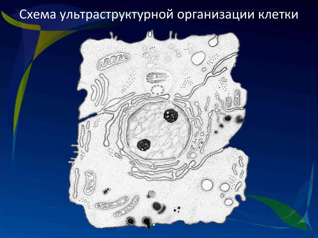 Организация клетки. Ультраструктурная организация клетки. Ультраструктурная организация клетки схема. Ультраструктурное строение клетки. Объемная схема ультраструктурной организации клетки.