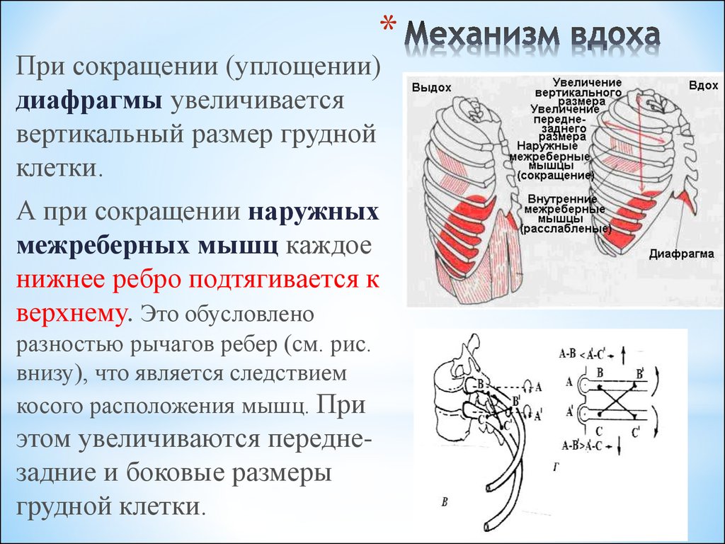 Установите последовательность процессов вдоха и выдоха