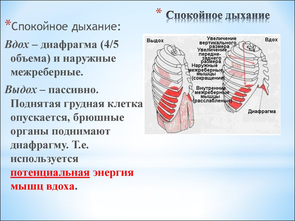 Диафрагма мышца вдоха. Спокойный выдох. Межреберные мышцы дыхание. Спокойное и глубокое дыхание. Схема положения грудной клетки при вдохе и выдохе.