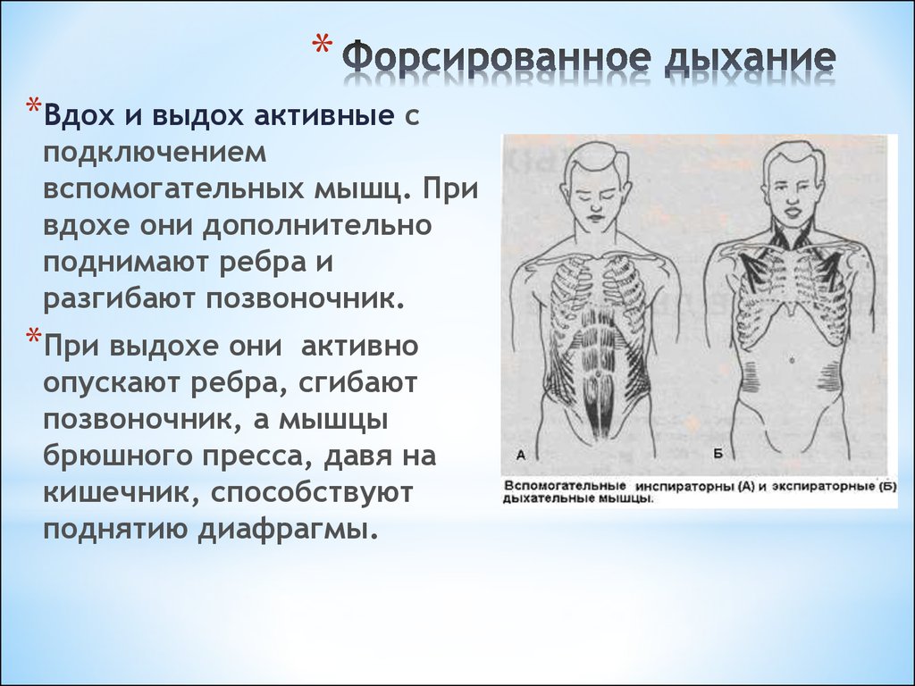 Мышцы принимают участие в дыхании. Форсированное дыхание. Форсированный выдох. Форсированный вдох и выдох это. Вспомогательные мышцы при вдохе.