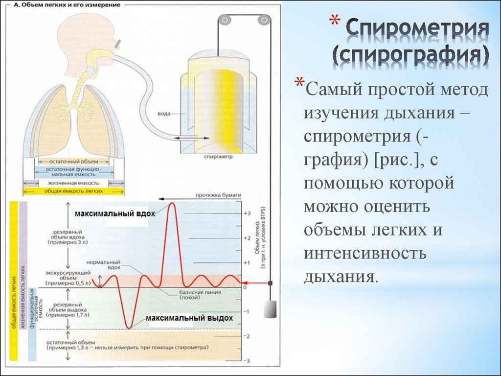 Исследование дыхания. Спирометрия физиология метод. Дыхательные объемы и методы их исследования спирометрия спирография. Спирография жизненная емкость легких. Метод спирографии физиология.