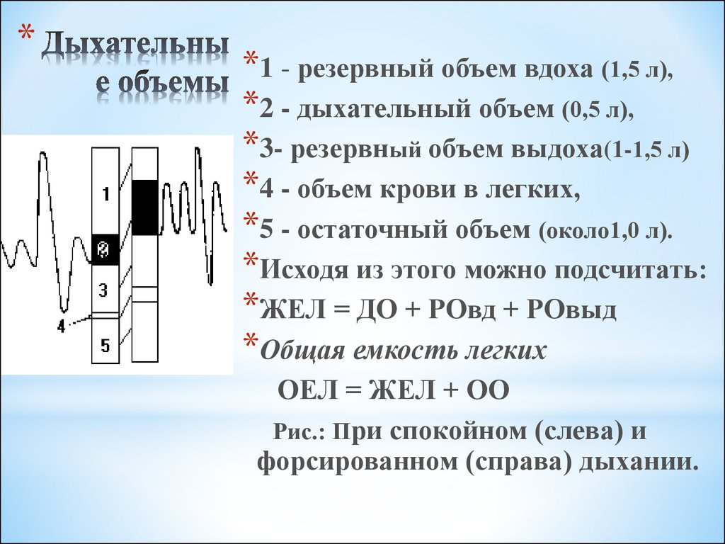 Дыхание объем легких