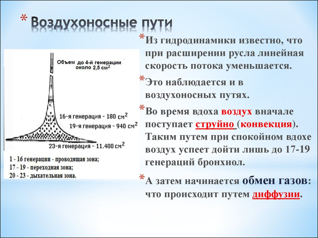 Воздухоносные пути по схеме вейбеля насчитывают