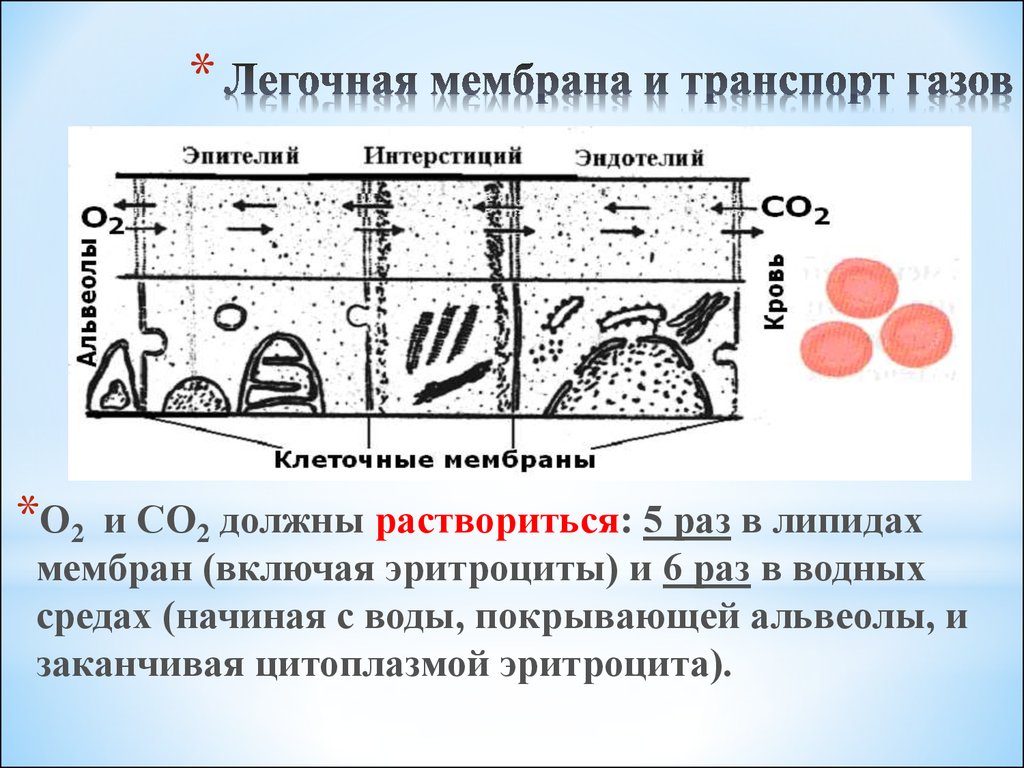 Какими цифрами обозначены изображения эпителиев воздухоносных путей