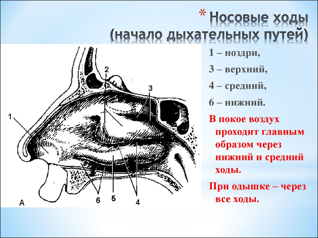 Обозначьте на рисунке названия элементов воздухоносных путей