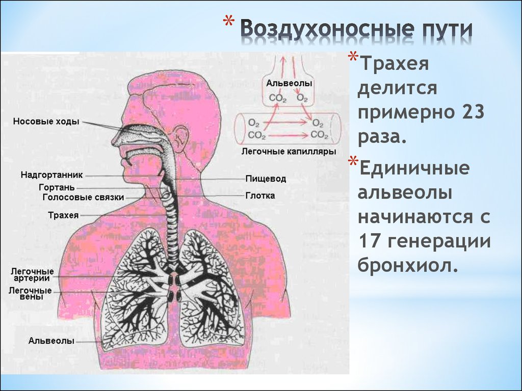Воздух из гортани попадает в. Воздухоносные пути дыхательной системы человека. Названия элементов воздухоносных путей у детей. Строение системы органов дыхания человека. Схема дыхательной системы.