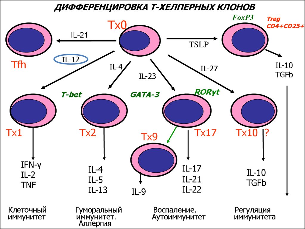 Дифференцировка клеток этапы. Схема дифференцировки т и в лимфоцитов. Схема дифференцировки т клеток. Антигензависимая дифференцировка в-лимфоцитов схема. Этапы дифференцировки клеток.