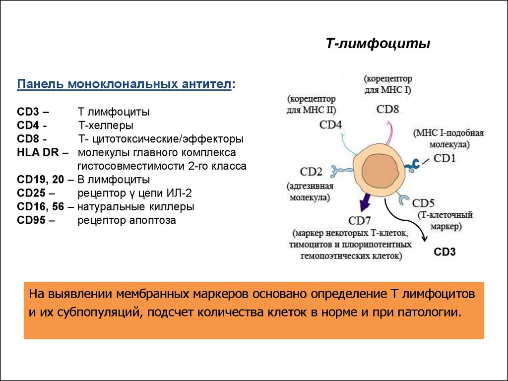 Регуляторные лимфоциты. Адгезия cd4 рецептора т-лимфоцитов:. Cd3-cd8 рецепторы лимфоцитов. Cd4 и cd8 лимфоциты. Cd4 лимфоциты функции.