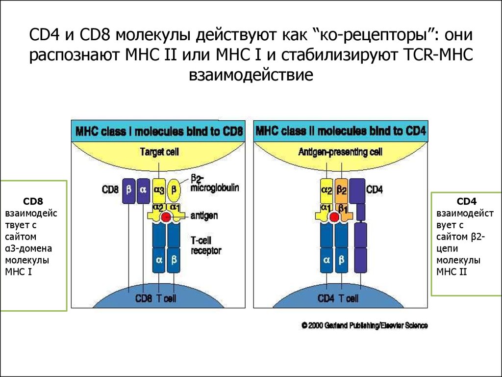 C cd y y. Cd4 cd8 рецепторы. Cd8 т-клетки, cd4 т-клетки. MHC cd8. Th cd4 MHC.