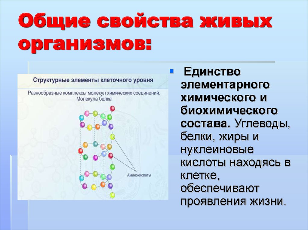 Презентация основные химические соединения живой материи презентация 11 класс