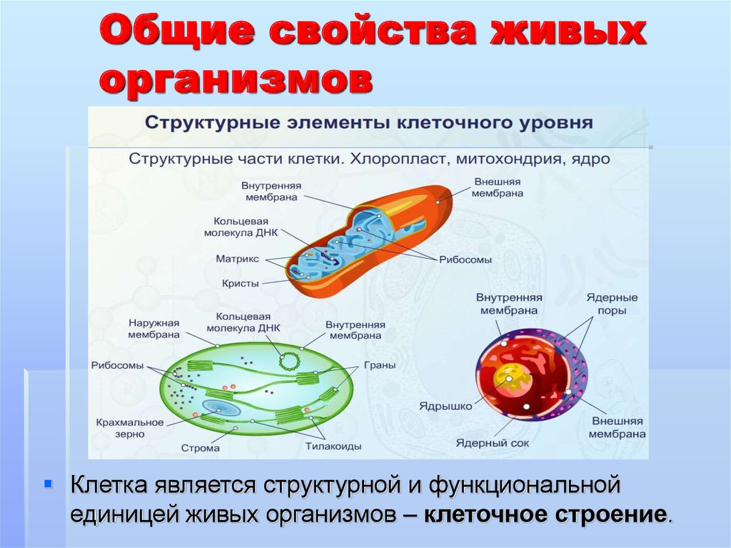 Биология 9 класс презентация биология наука о живом мире