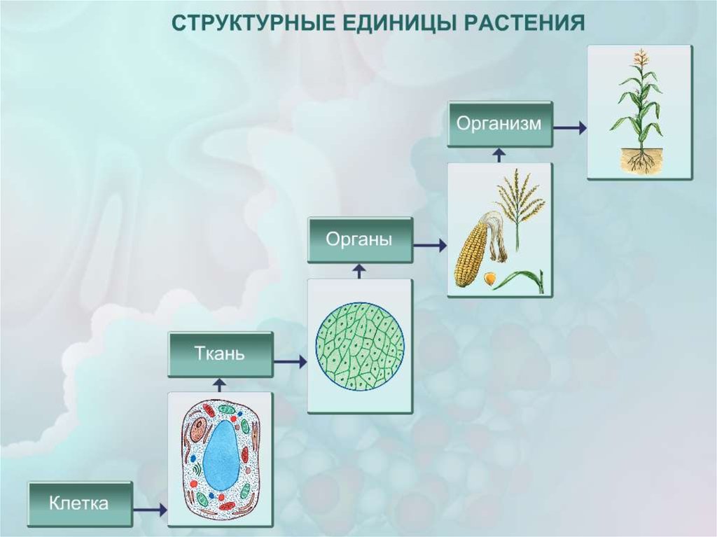 На рисунке изображены связи растения с окружающей средой какое общее свойство живых систем