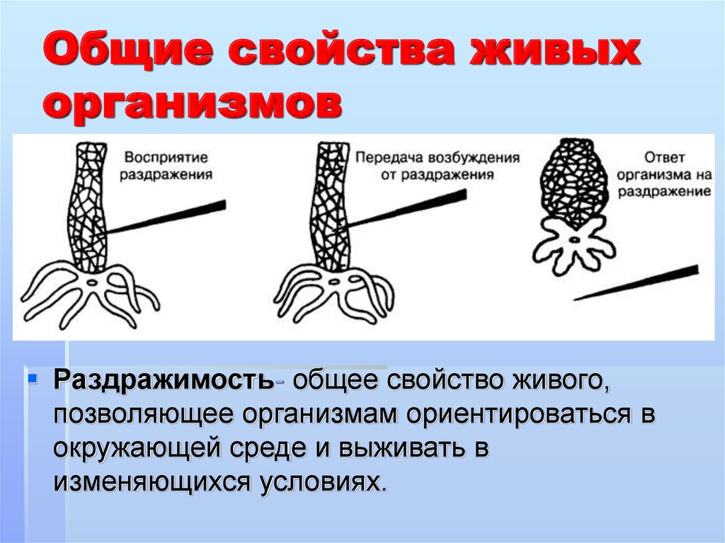 Презентация свойства живого