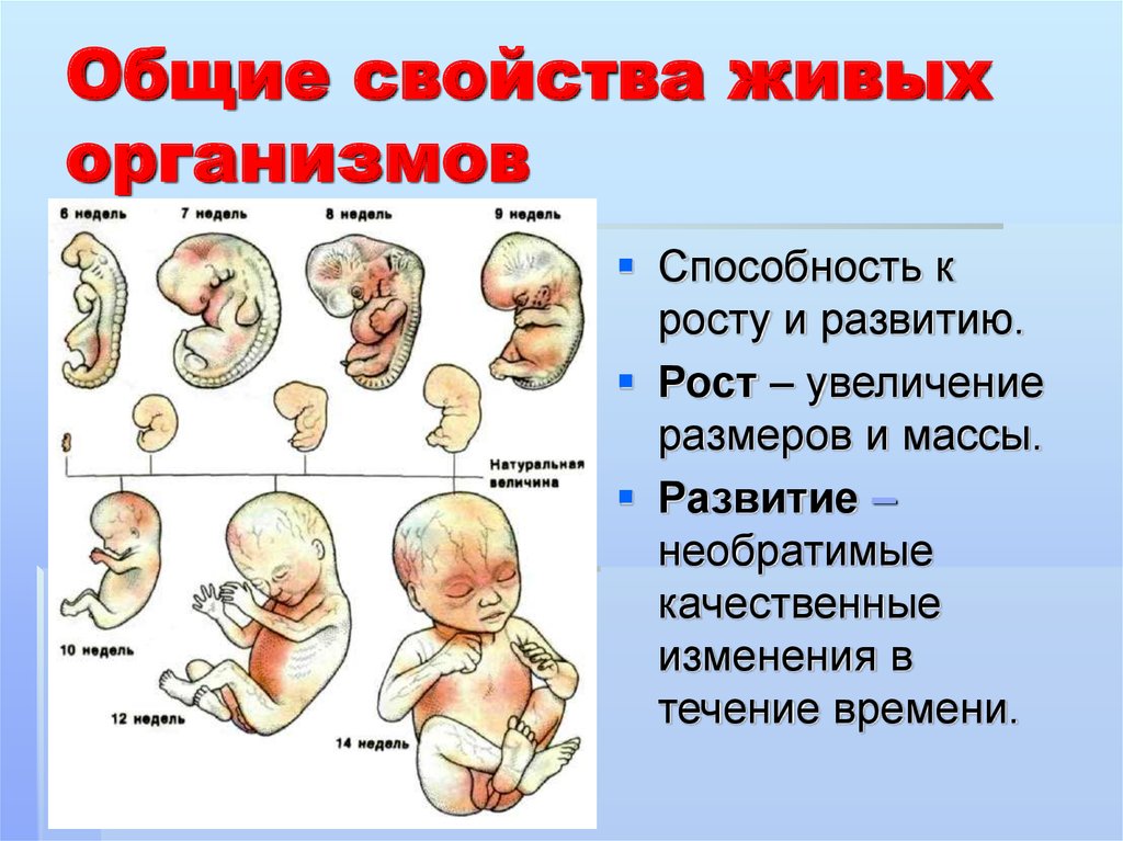 На рисунке изображен эмбрион человека в разный период времени какое свойство живых