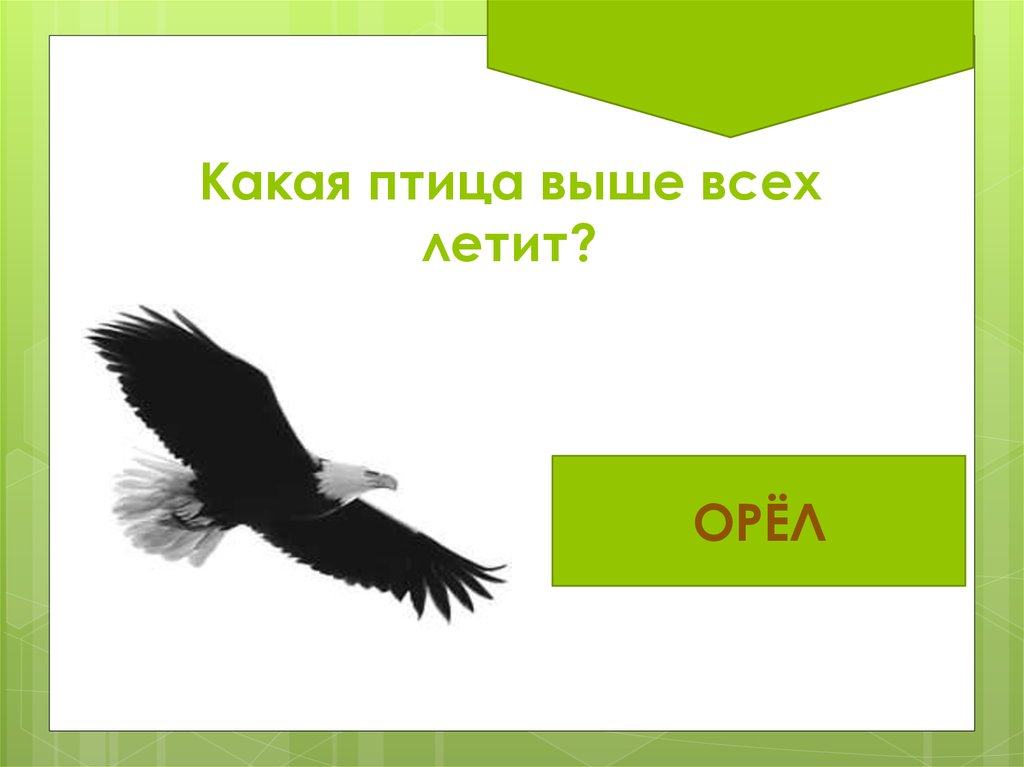 Все выше и выше и выше. Какая птица летит выше всех. Какая птица высоко летает. Птицы которые летают выше всех. Какая птица летает выше всего.