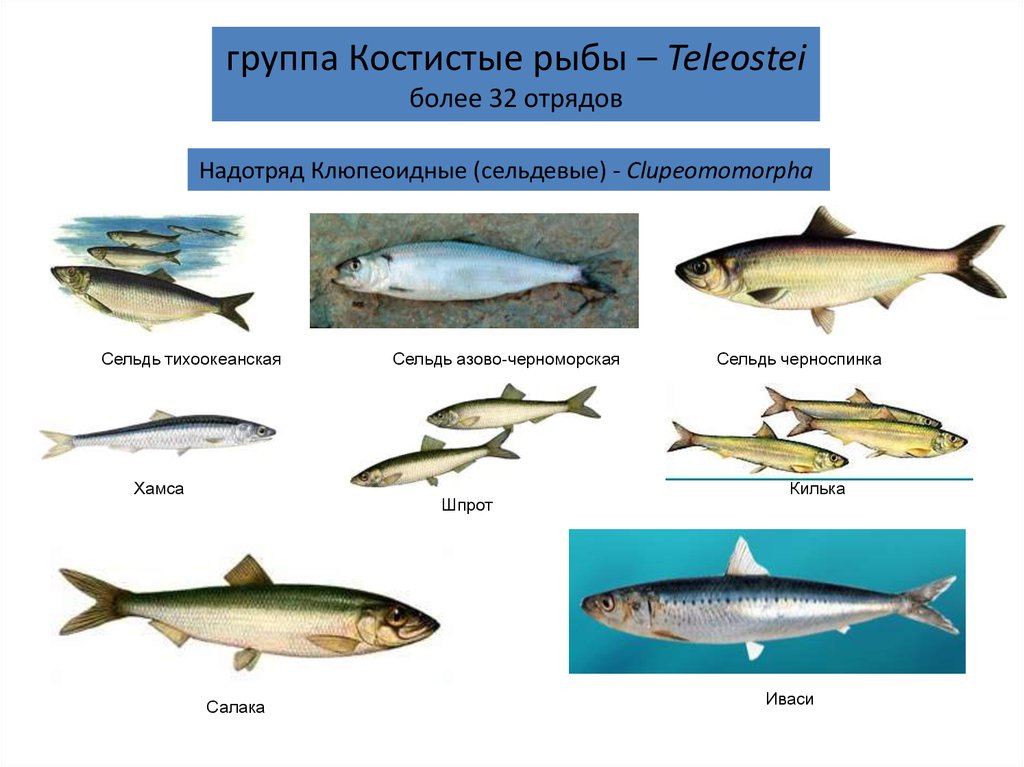 3 примера костных рыб. Костистые рыбы представители. Класс костистые рыбы представители. Отряды костных рыб. Надотряд костистые рыбы.
