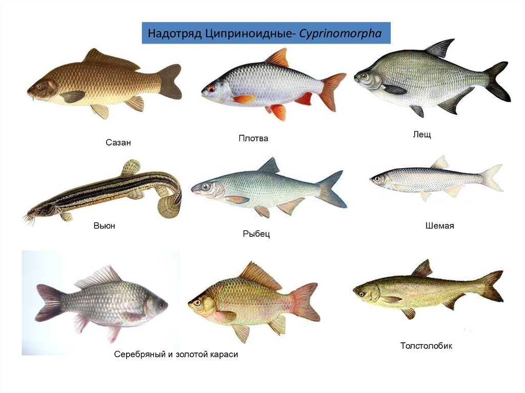 3 примера костных рыб. Костные рыбы плотва. Костные рыбы представители. Костные рыбы надотряд. Циприноидные рыбы.