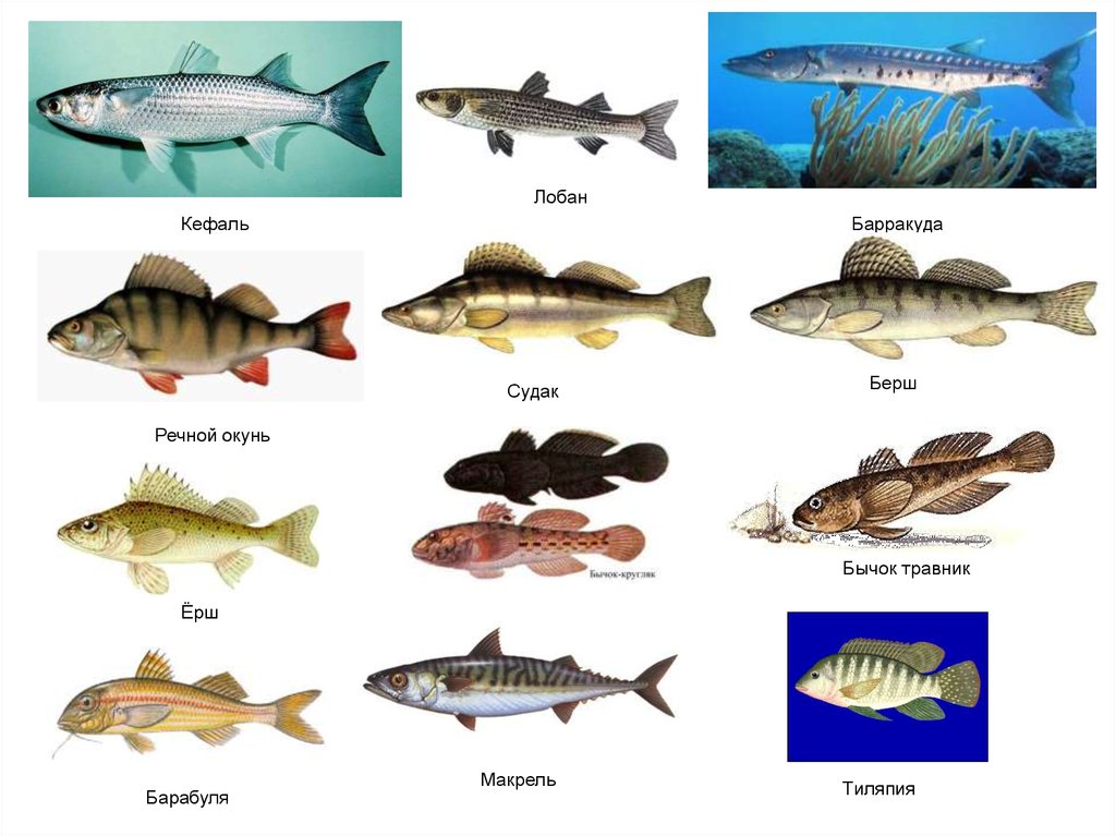Рыбы 10 класс