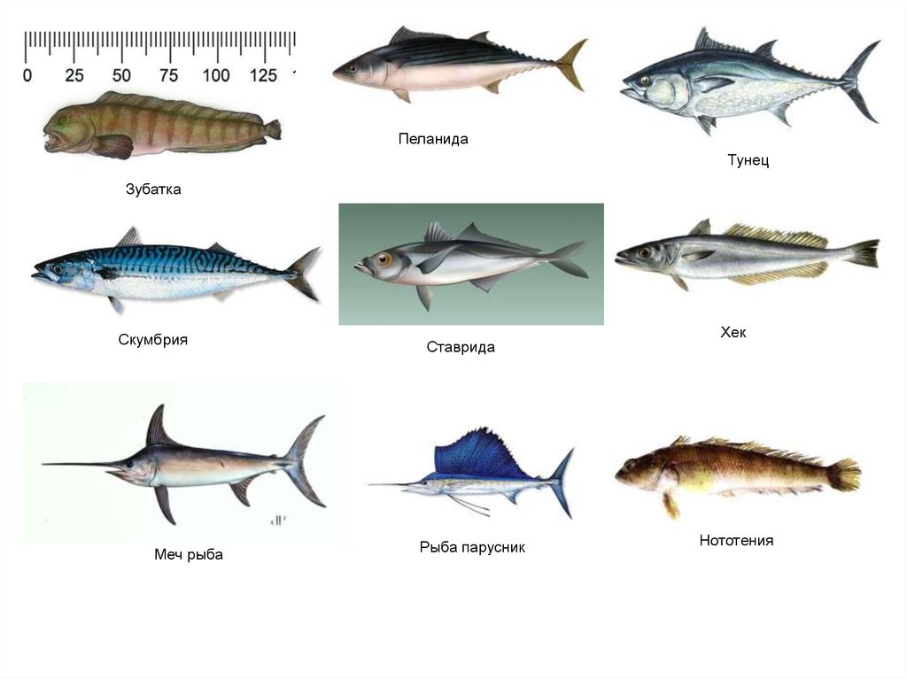 Типы рыб названия. Семейство скумбриевых рыб названия. Тунец макрель скумбрия. Ставрида и скумбрия. Рыба семейства скумбриевых макрель.