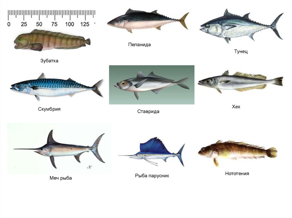 Отличие рыб. Семейство скумбриевых рыб названия. Тунец макрель скумбрия. Скумбриевые рыбы представители. Скумбрия семейство скумбриевых.