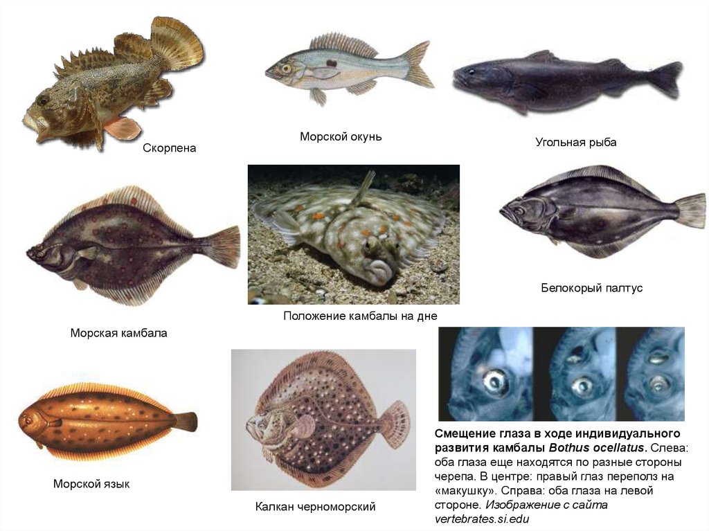 Формы тела придонных рыб. Морская рыба палтус. Камбаловые рыбы представители. Камбала Эволюция. Рыбы Зоология.