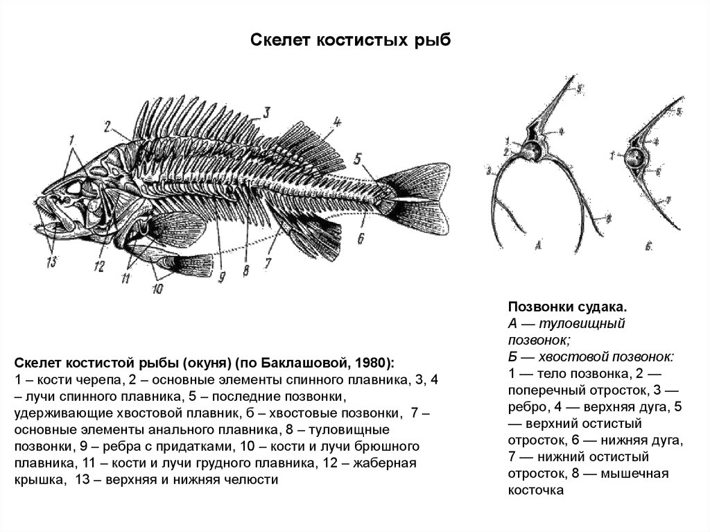 Какой скелет у костных. Строение скелета речного окуня. Скелет костистой рыбы окуня. Осевой скелет речного окуня. Строение скелета окуня.