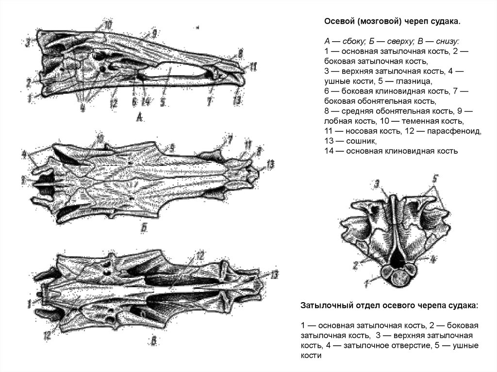 Череп костной рыбы. Осевой череп судака сбоку. Строение черепа костных рыб. Схема строения черепа костных рыб. Осевой мозговой череп судака.