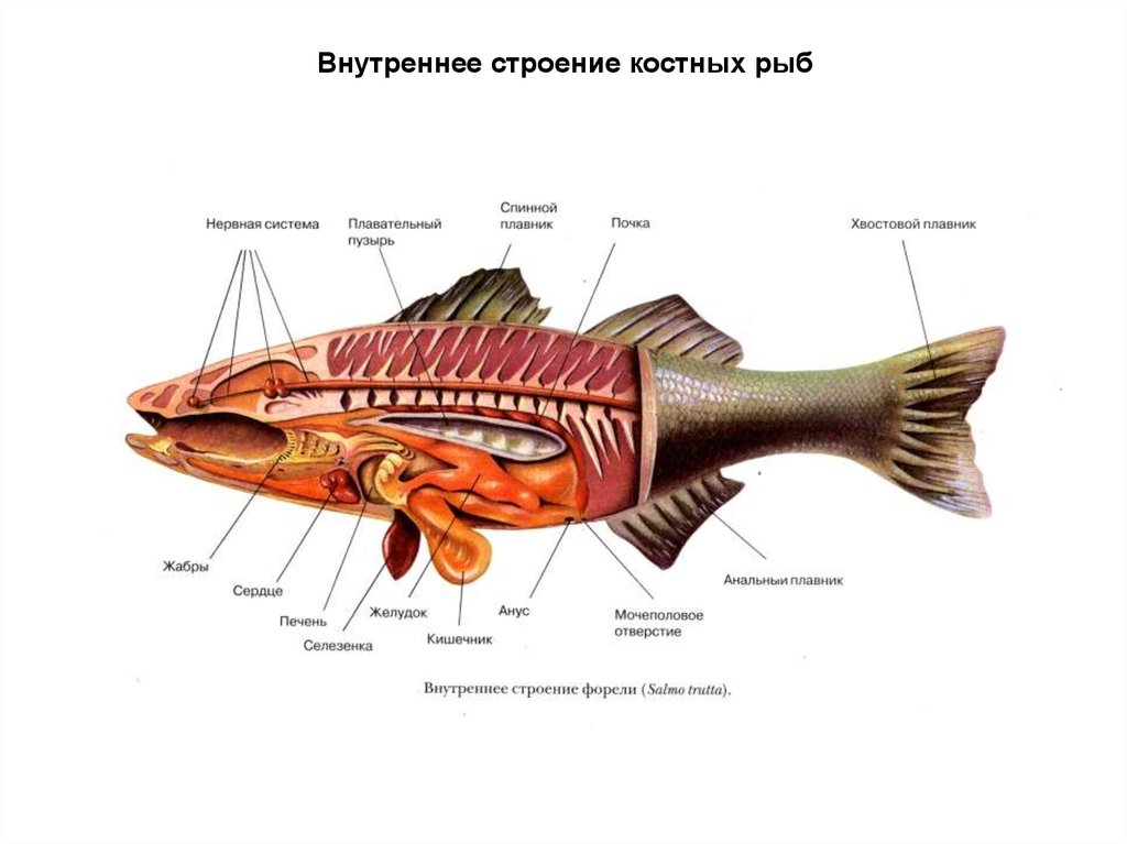 Внутреннее строение карася. Наружное строение костной рыбы. Пищеварительная система кистеперых рыб. Внутреннее строение костистой рыбы схема. Латимерия внутреннее строение органы.