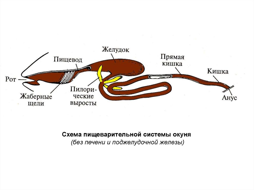 Желудок рыбы. Пищеварительная система костных рыб схема. Строение пищеварительной системы костных рыб. Пищеварительная система кос ных рыб. Пищеварительный тракт рыб схема.