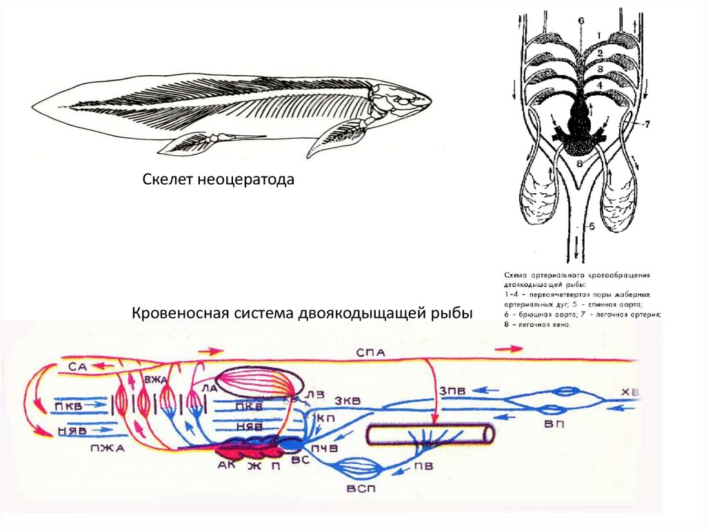 Сердце двоякодышащих рыб. Схема строения кровеносной системы рыб. Схема кровообращения двоякодышащих рыб. Кровеносная система хрящевых рыб схема. Схема строения кровеносной системы костной рыбы.