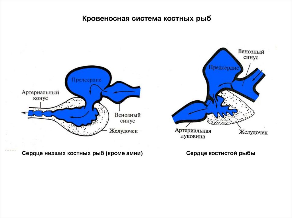 Схема строения сердца рыб