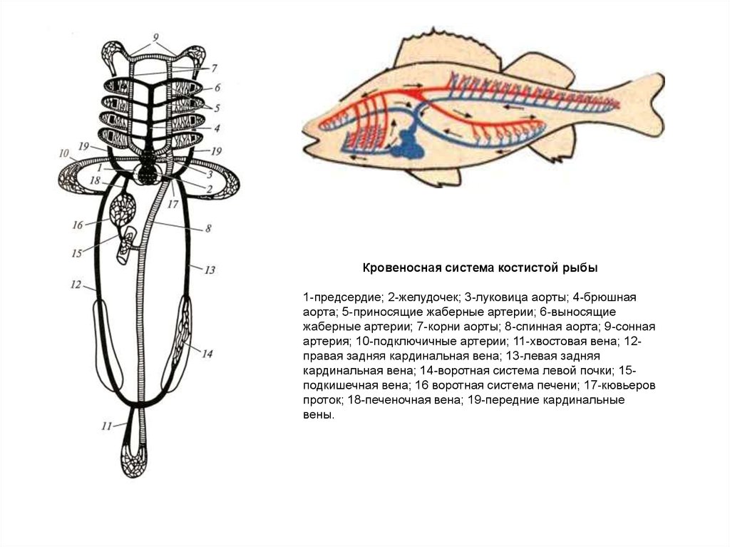 Кровеносная органы рыб. Кровеносная система костных рыб схема. Схема кровеносной системы костистой рыбы. Схема строения кровеносной системы рыб. Схема кровеносной костной рыбы.