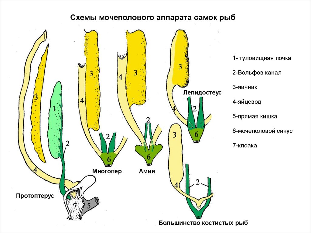 Половая система рыб