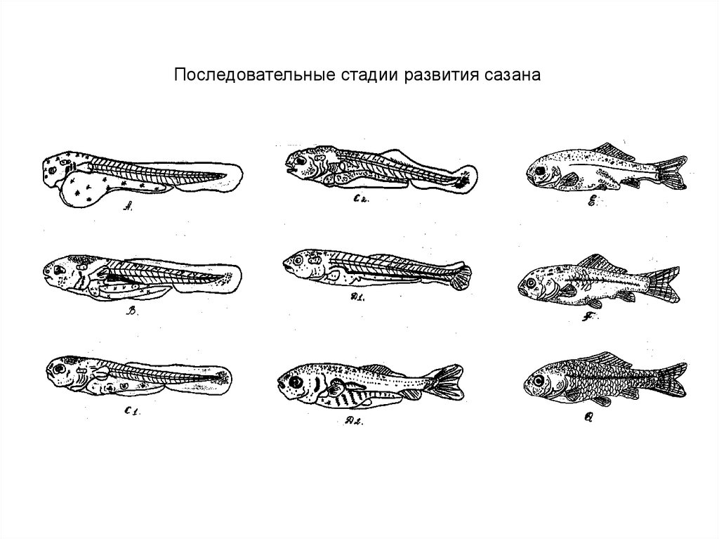 Какой тип развития у рыб