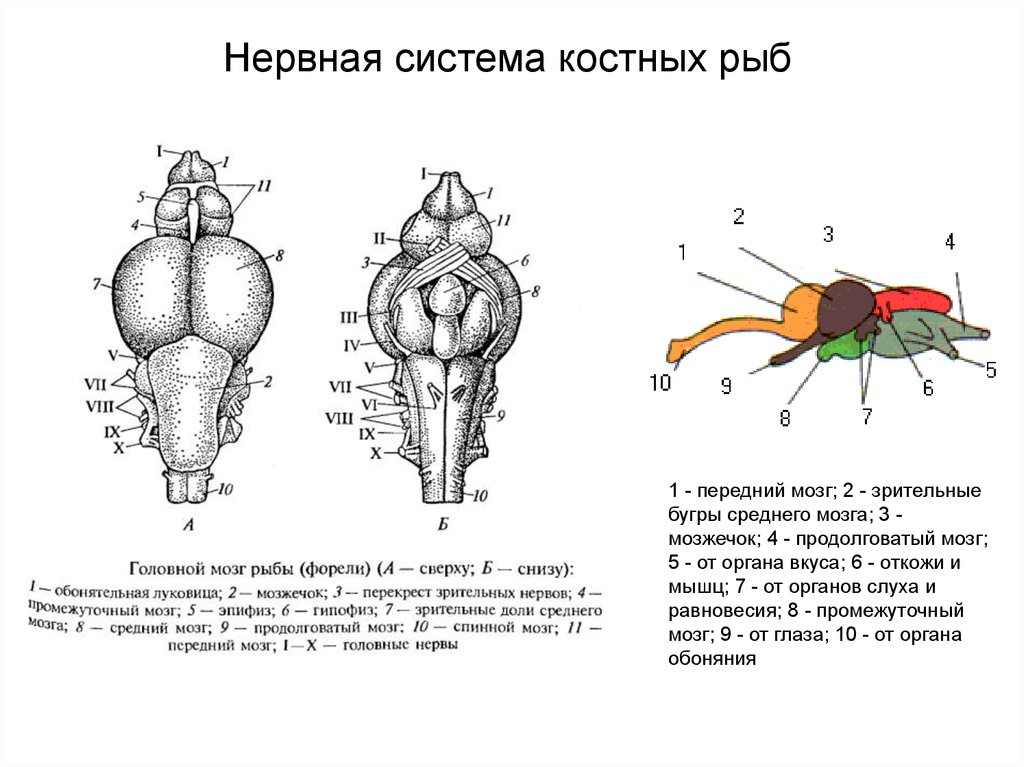 Какое строение головного мозга рыб. Схема строения головного мозга костных рыб. Схема головного мозга костной рыбы. Схема нервной системы костистой рыбы. Головной мозг костистой рыбы.