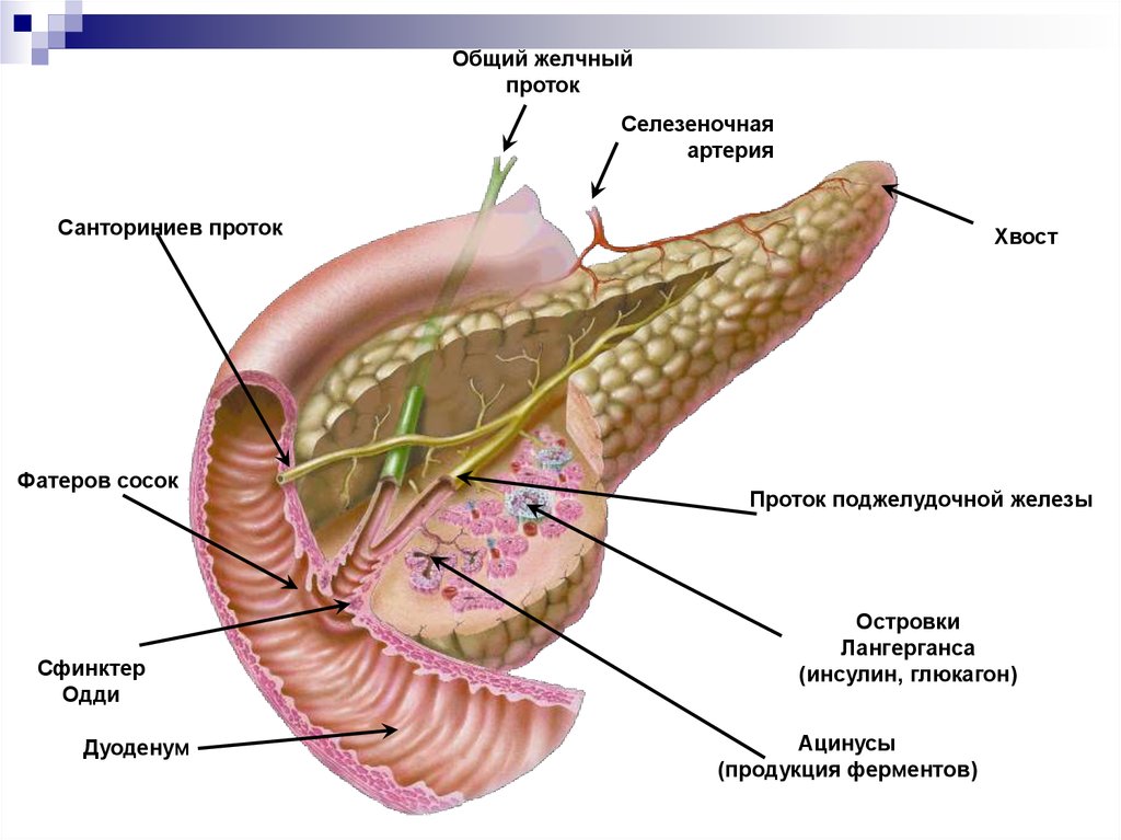 Вирсунгов проток это. Выводные протоки поджелудочной железы. Строение протоков поджелудочной железы. Выводной проток поджелудочной железы. Сфинктер Одди вирсунгов проток.
