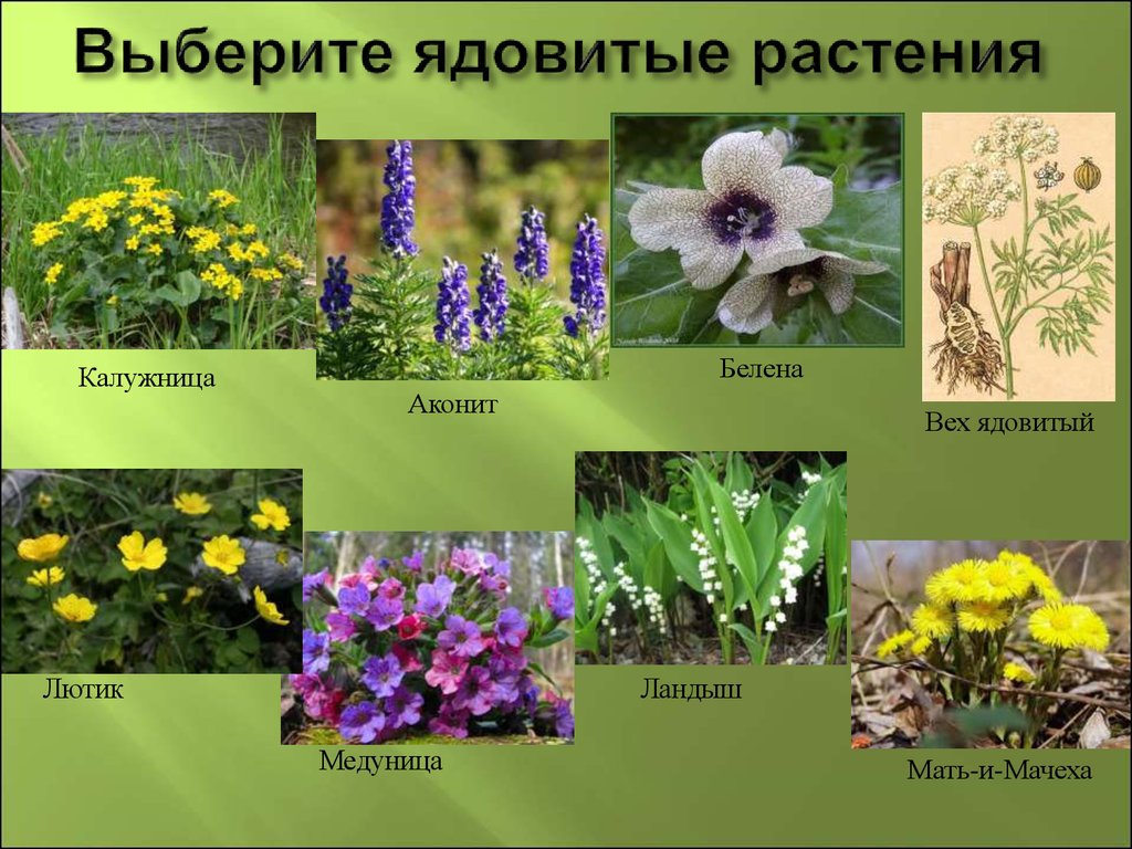 Дикорастущие растения крыма фото и названия