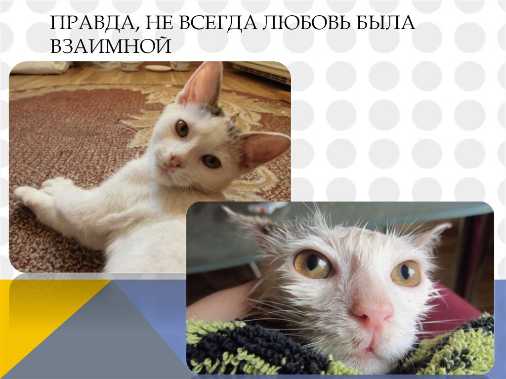 Правда, не всегда любовь была взаимной