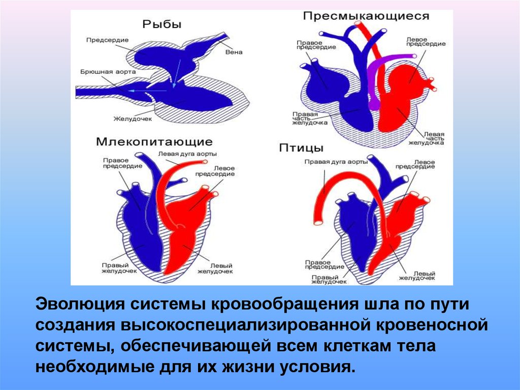 Сердце пресмыкающихся отличается от сердца земноводных. Кровеносная система кровь биология 7. Эволюция кровеносной системы презентация. Конспект по теме кровеносная система кровь 7 класс биология. Эволюция кровеносной системы у животных.