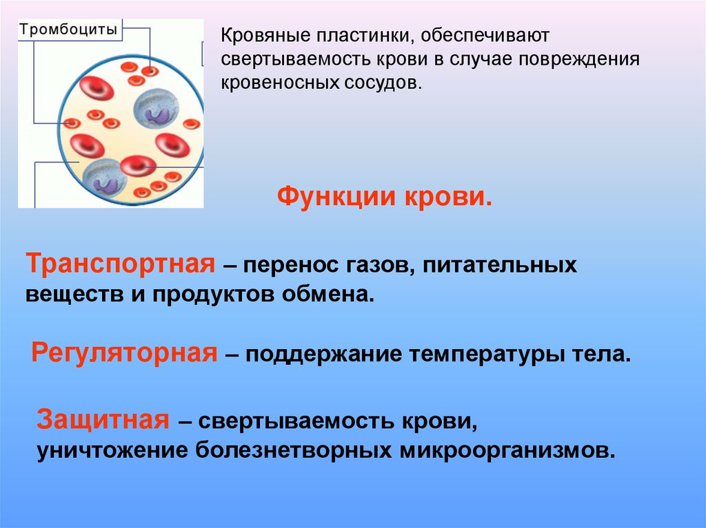 Защитные элементы крови. Функции крови. Функции кровеносной системы. Функции крови 7 класс. Функции крови 7 класс биология.