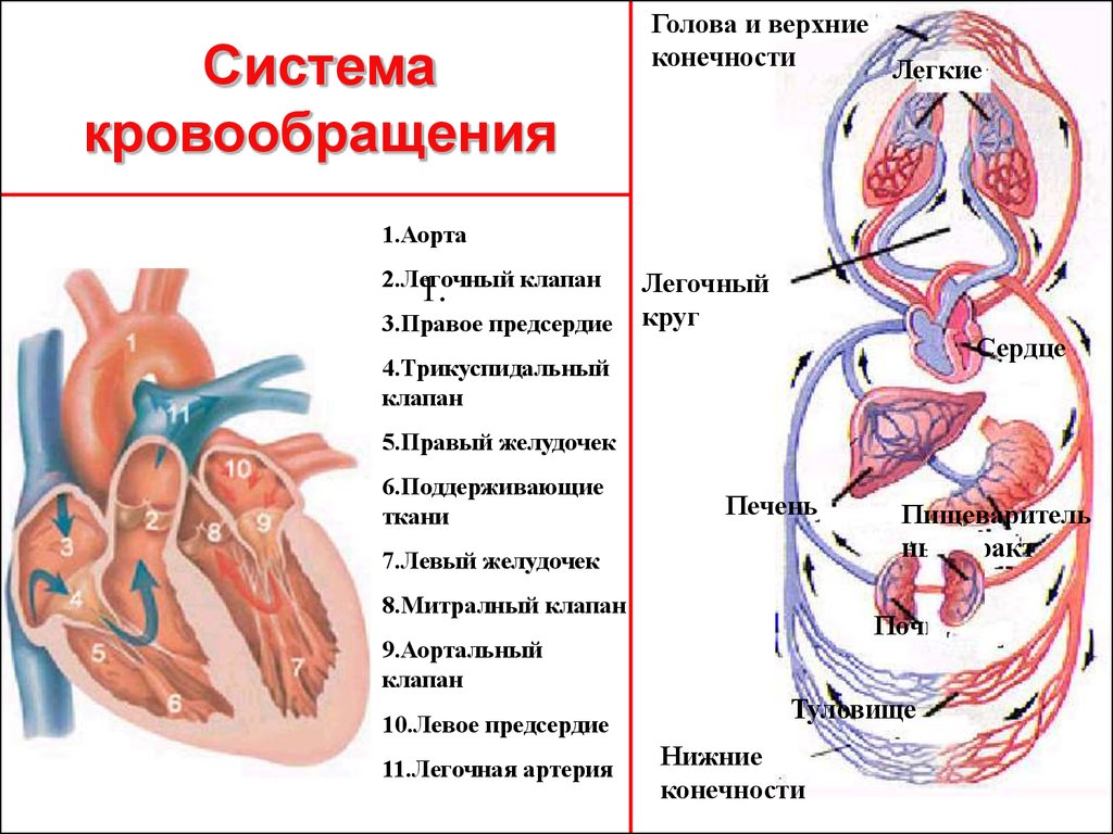 Перечисли органы кровообращения. Сердечно-сосудистая система схема кровообращения. Система органов кровообращения схема. Система кровообращения человека сердце и кровеносные. Сердце сердечно сосудистая система круги кровообращения.