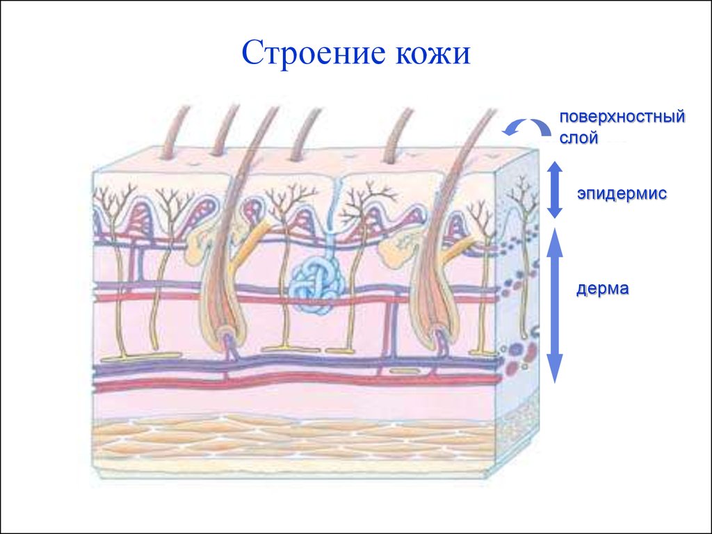 Кожный покров человека. Структура кожи человека схема. Строение кожного Покрова человека. Схема кожного Покрова. Строение кожи человека рисунок.