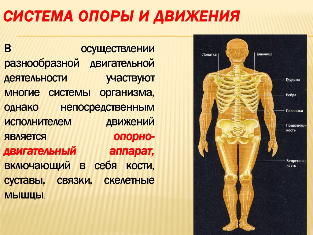 Окружающий мир опора тела и движение