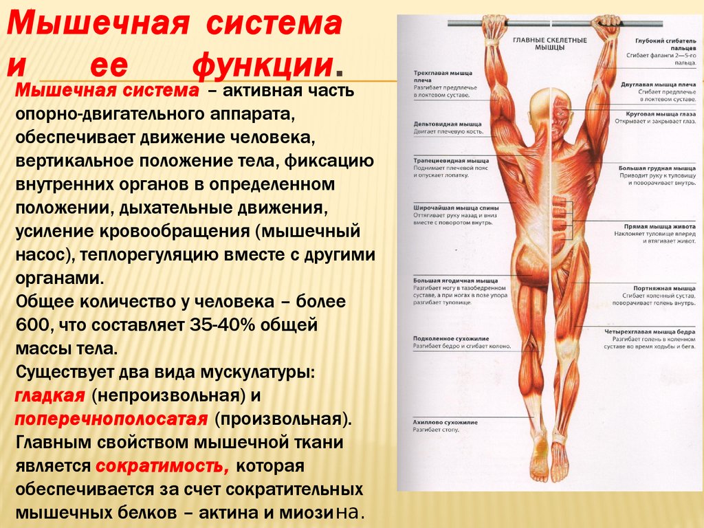 Функция каждой мышцы. Органы мышечной системы и функции системы. Мышечная система строение и функции. Мышцы туловища и их функции анатомия. Мышечная система скелетные мышцы строение функции.