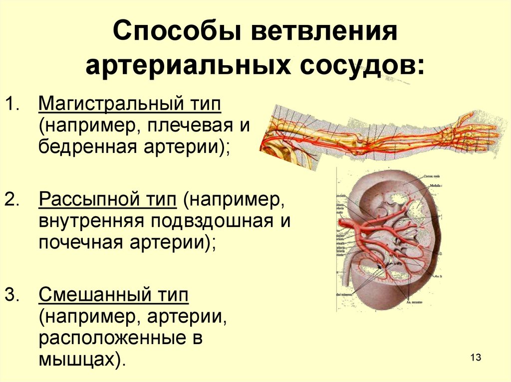 Магистральные сосуды. Рассыпной Тип ветвления артерий. Типы ветвления артерий. Магистральный Тип ветвления сосудов. Закономерности ветвления артерий.