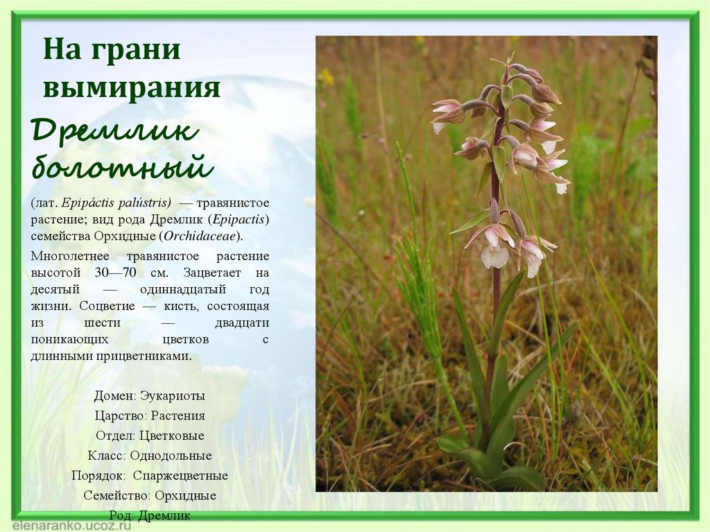 Вымершие растения россии фото и описание
