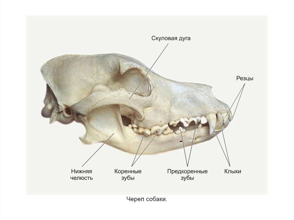 Какие части имеют зубы у млекопитающих
