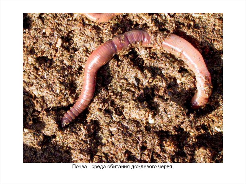 Что едят червяки дождевые. Червь Земляной (Lumbricus terrestris). Выползки это дождевые черви. Червяк Земляной выползок. Выползок червь обыкновенный.