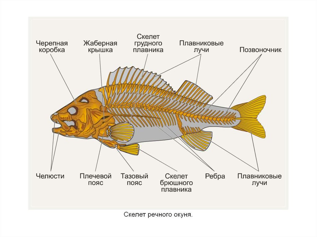 Скелет рыб 7 класс. Строение опорно двигательной системы у рыб. Внутреннее строение рыб опорно двигательная система. Внутреннее строение рыбы скелет. Внутреннее строение костной рыбы скелет.